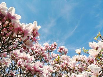 Low angle view of cherry blossoms against sky