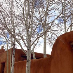 Low angle view of bare trees