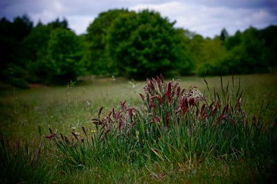 Plants growing on field by lake against sky