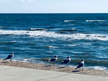 Seagulls perching on beach by sea against sky