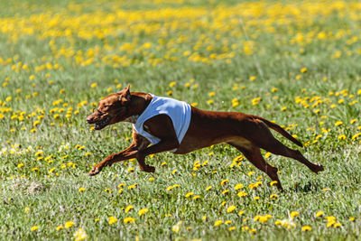 Pharaoh Hound