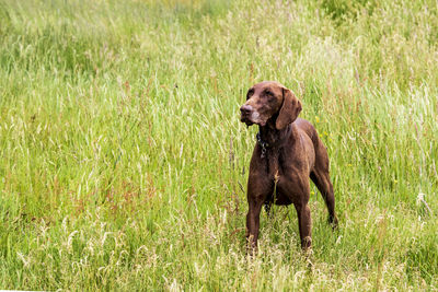 Portrait of a dog on field