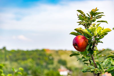 Close-up of fruits growing on tree against sky