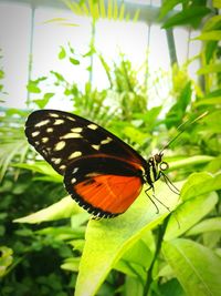 Close-up of butterfly perching on leaf