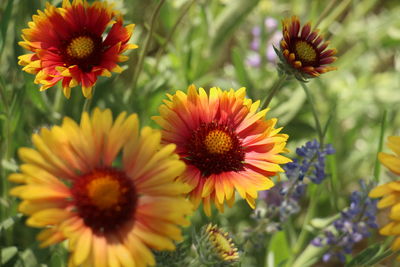 Close-up of flowers blooming outdoors