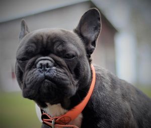 Close-up of a dog