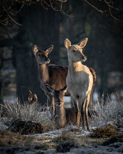 Deer standing on field