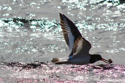 Bird flying in the water