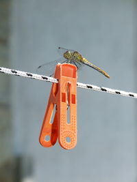 Close-up of orange hanging on pole