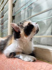 Close-up of a cat looking away