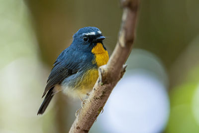 Close-up of bird perching on branch