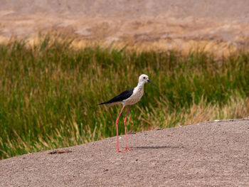 Seagull on a field