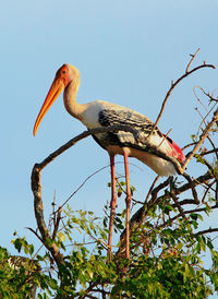 Low angle view of yellow billed stork perching on tree against clear sky