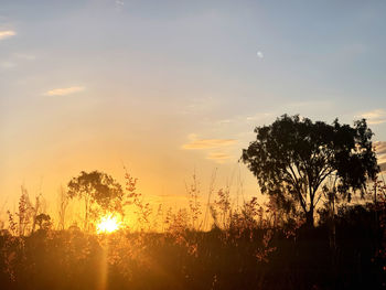 Silhouette trees on field against sky during sunset