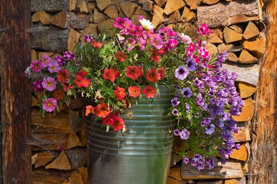 Close-up of purple flowers on potted plant