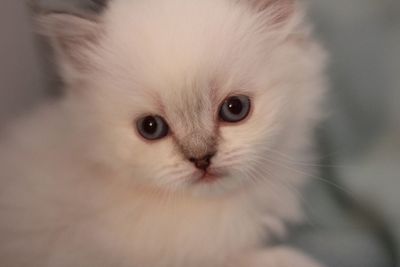 Close-up portrait of a cat