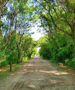 Empty road along trees