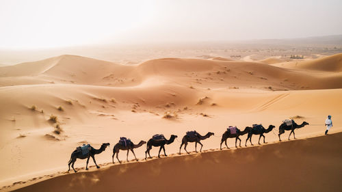 Silhouette people on sand dunes at desert against clear sky