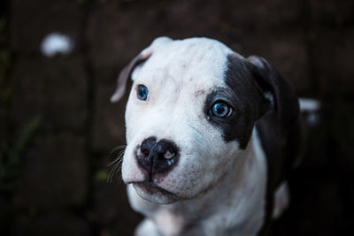 Close-up portrait of dog