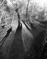 Shadow of man on bare tree