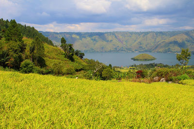 Scenic view of field against sky