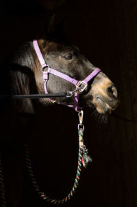 Close-up of horse over black background