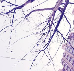 Low angle view of bare tree against clear sky