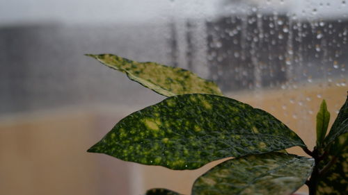 Close-up of wet leaves during rainy season