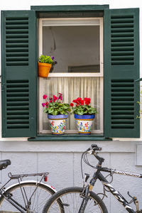 Potted plant on street outside house