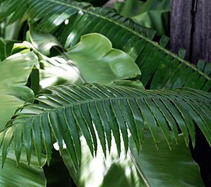 Close-up of fresh green leaves
