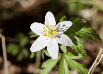 Close-up of white flowering plant