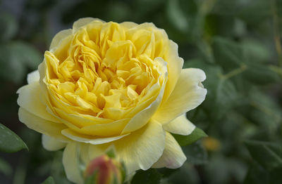 Close-up of yellow rose