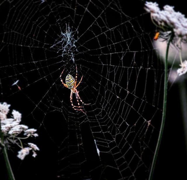 spider web, spider, close-up, fragility, focus on foreground, natural pattern, animal themes, insect, complexity, nature, one animal, outdoors, pattern, no people, web, day, animals in the wild, beauty in nature, wildlife