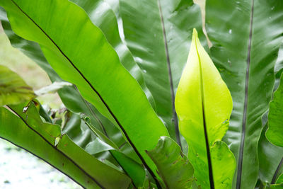Close-up of green leaves