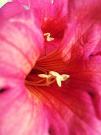 Close-up of pink flower