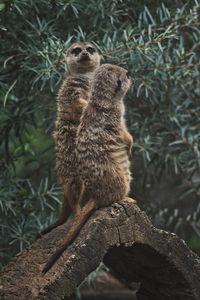 Vertical shot of two adorable meerkats on a branch in a zoo