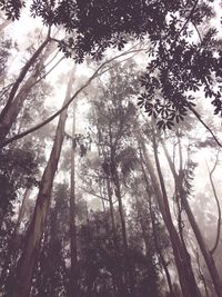 Low angle view of sunlight streaming through trees in forest