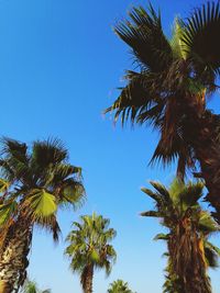 Low angle view of palm trees against clear blue sky