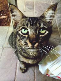 Close-up portrait of tabby cat