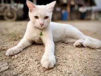 Portrait of a cat