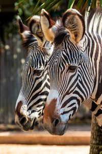 Close-up of zebras