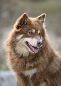 Close-up of a dog looking away