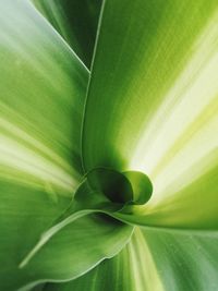 Full frame shot of green leaves