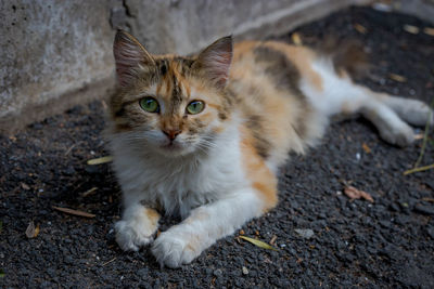 Portrait of cat lying on street