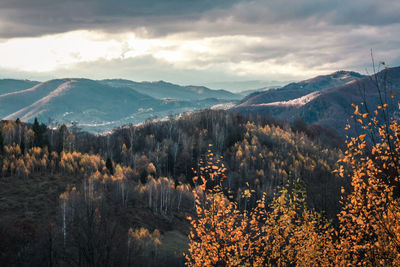 Bare birch wood on mountain landscape photo