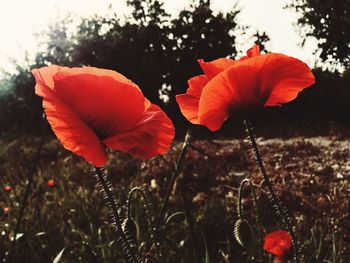 Close-up of red poppy flower on field