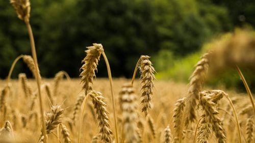 Close-up of wheat growing on field against sky