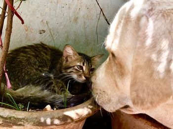 High angle view of cats relaxing