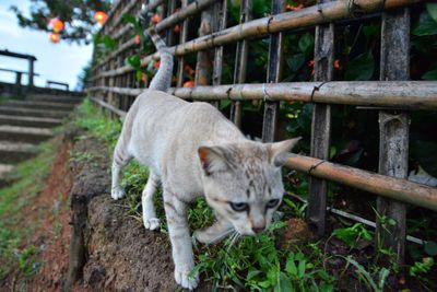 Cat sitting on a fence