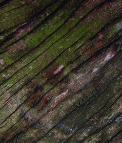 Full frame shot of tree trunk